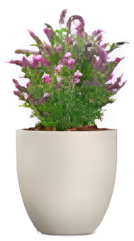 French Lavender_enhanced