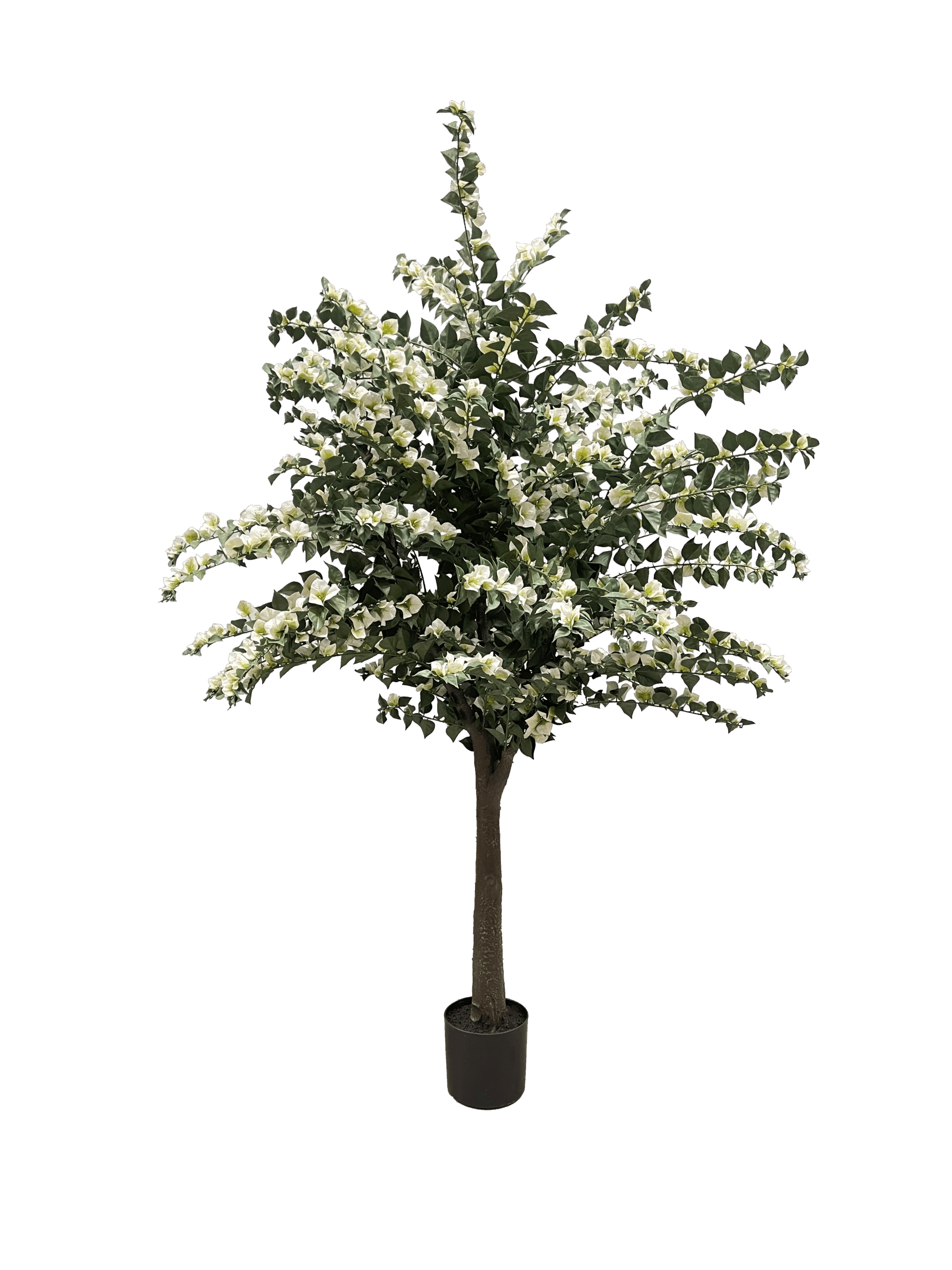 BOUGAINVILLIA-2.1M-scaled