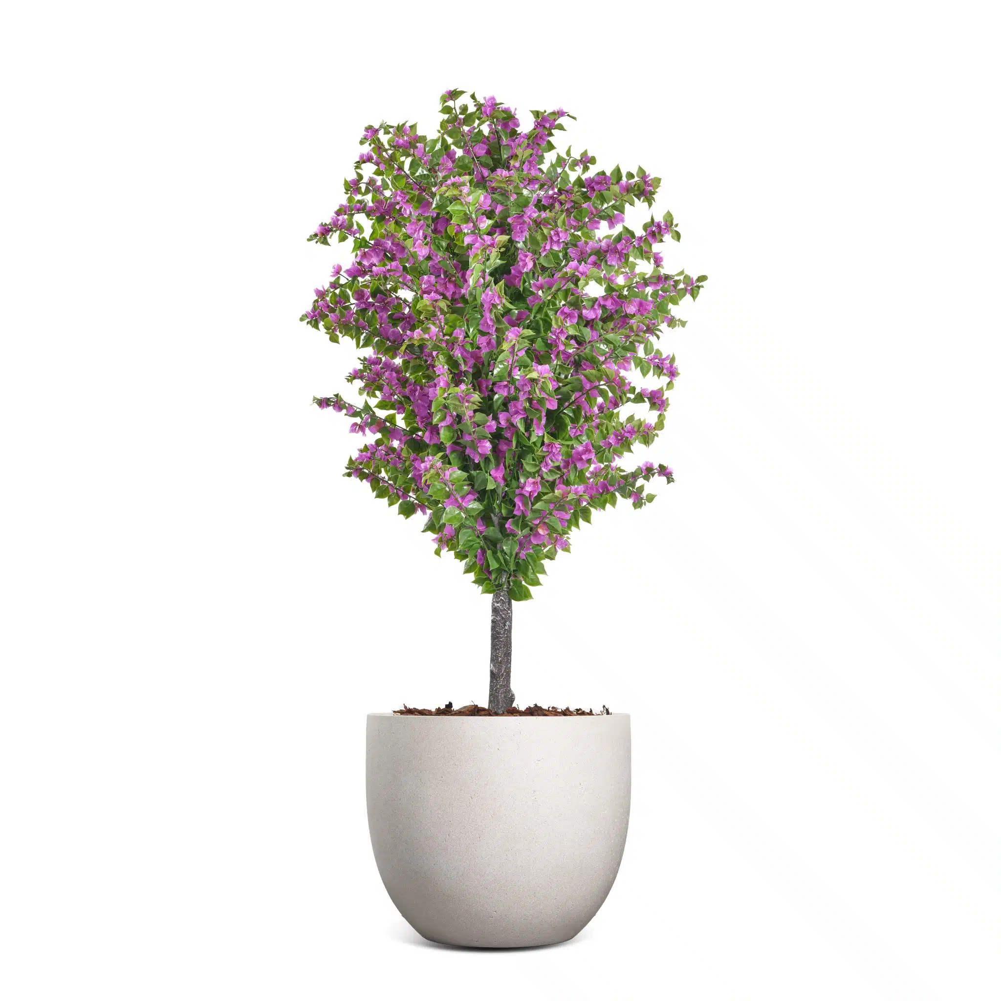 BOUGAINVILLIA-POT-MAGENTA-2.1M-1682-copy-scaled.jpg