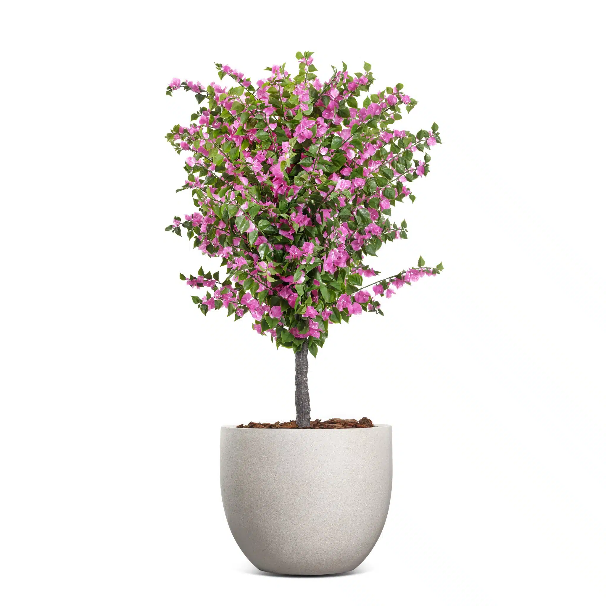 BOUGAINVILLIA-POT-ROSE-PINK-1.8M-1676-copy-scaled.jpg