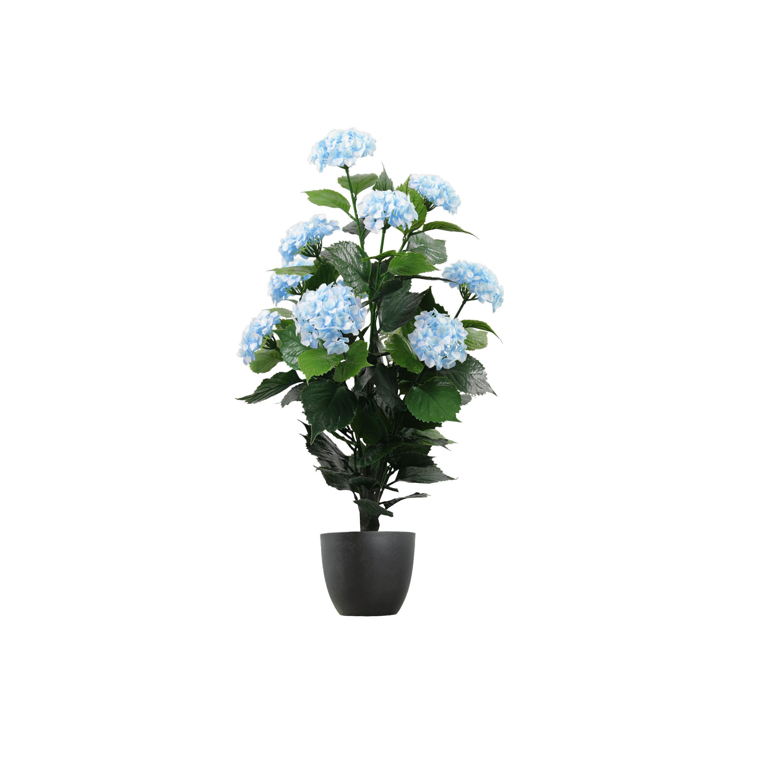 Blue-Hydrangea-0.9m-no-pot-scaled