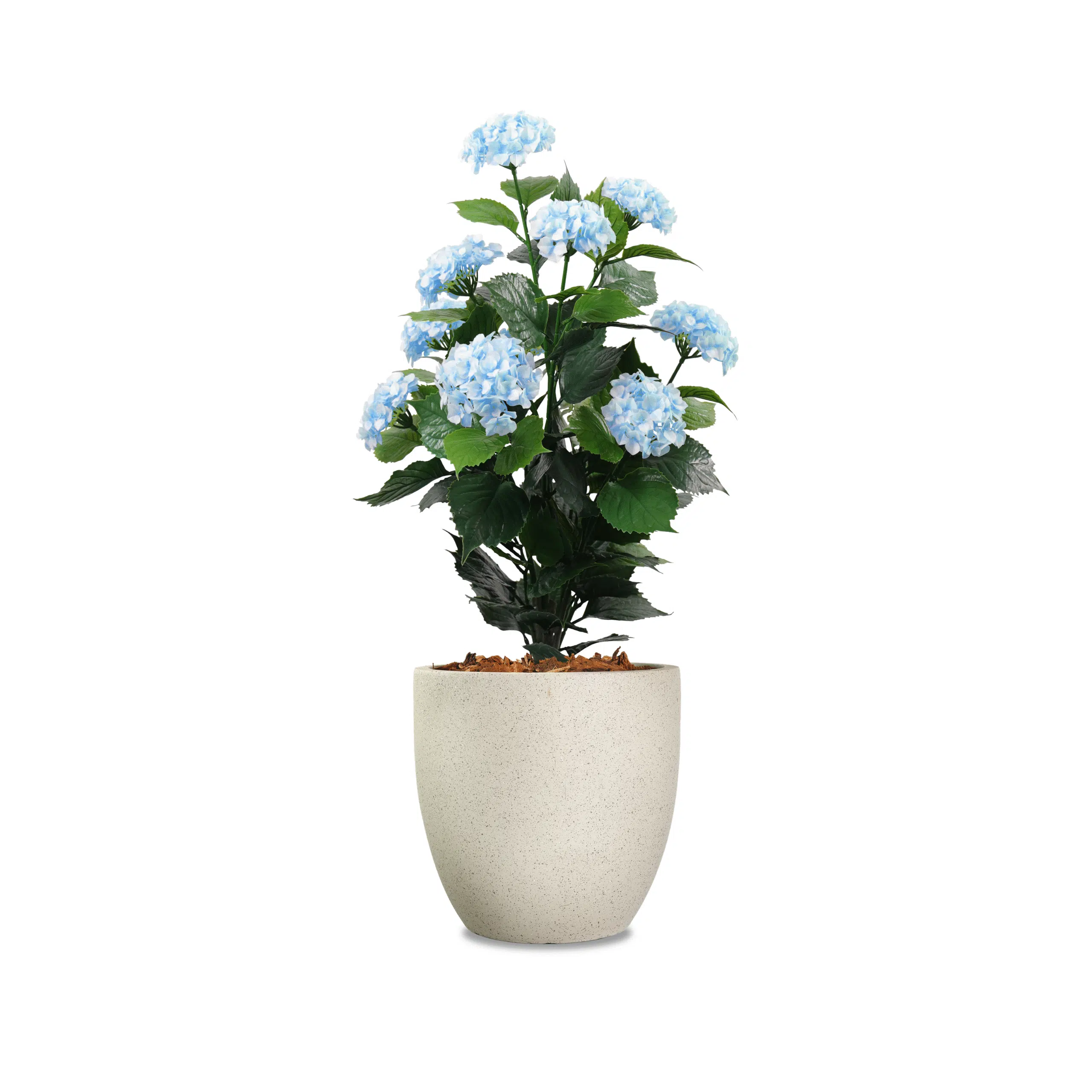 Blue-Hydrangea-0.9m-scaled.png