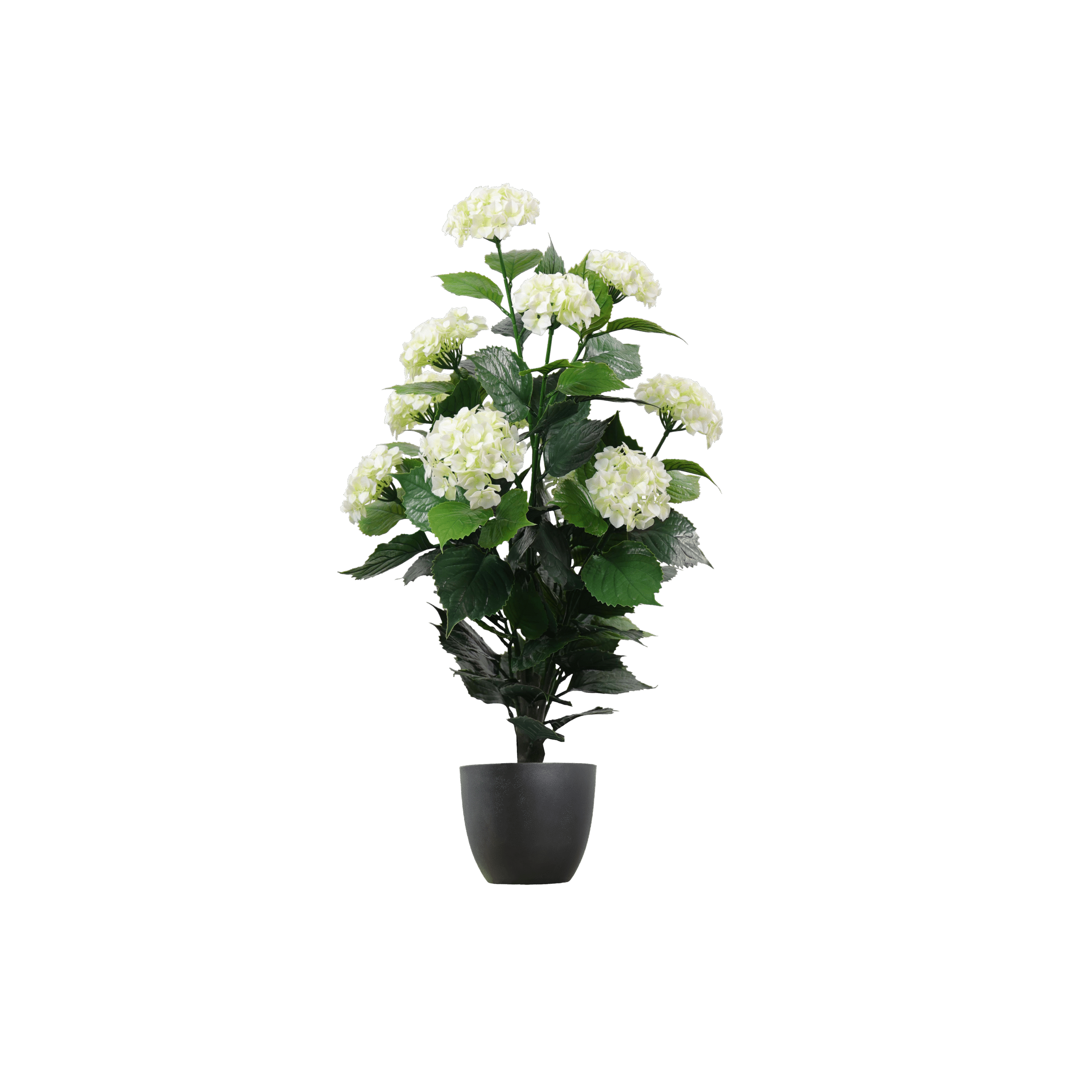 Hydrangea-0.9m-no-pot-scaled