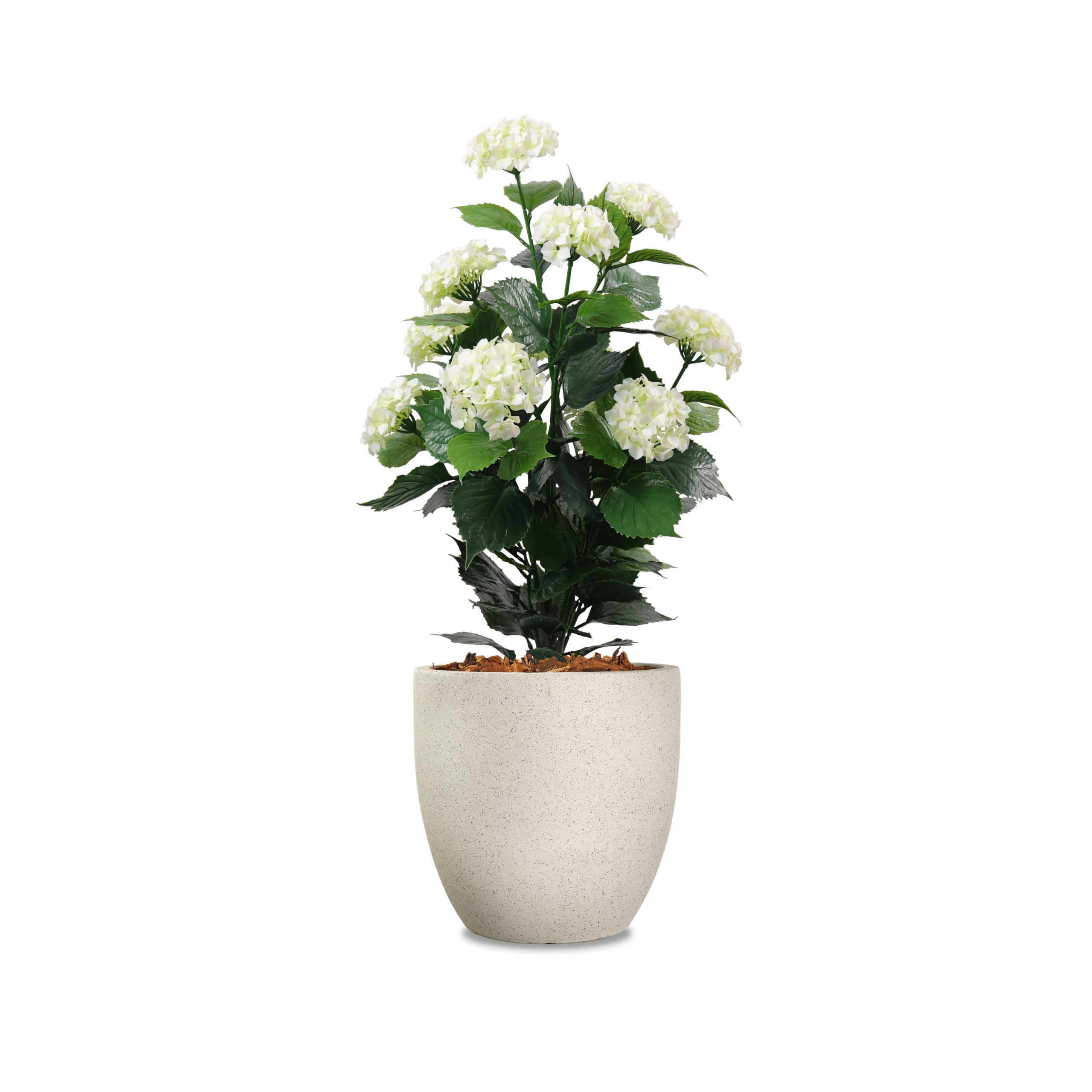 Hydrangea-0.9m-scaled
