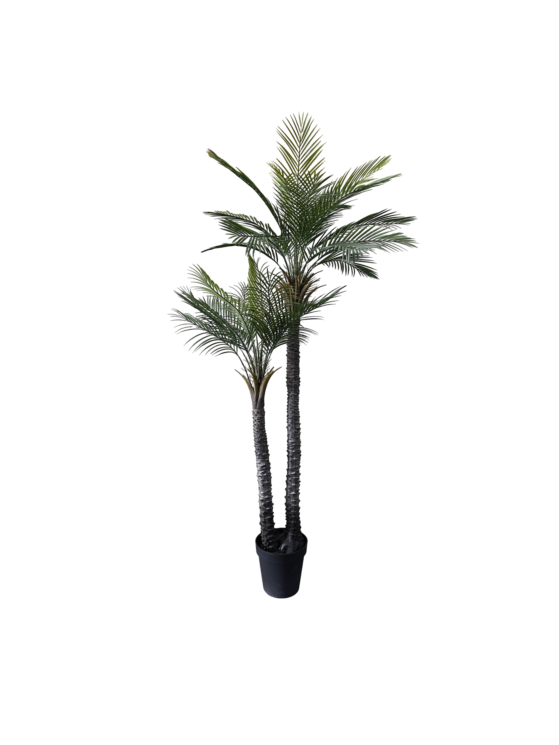 Palm-no-pot-scaled