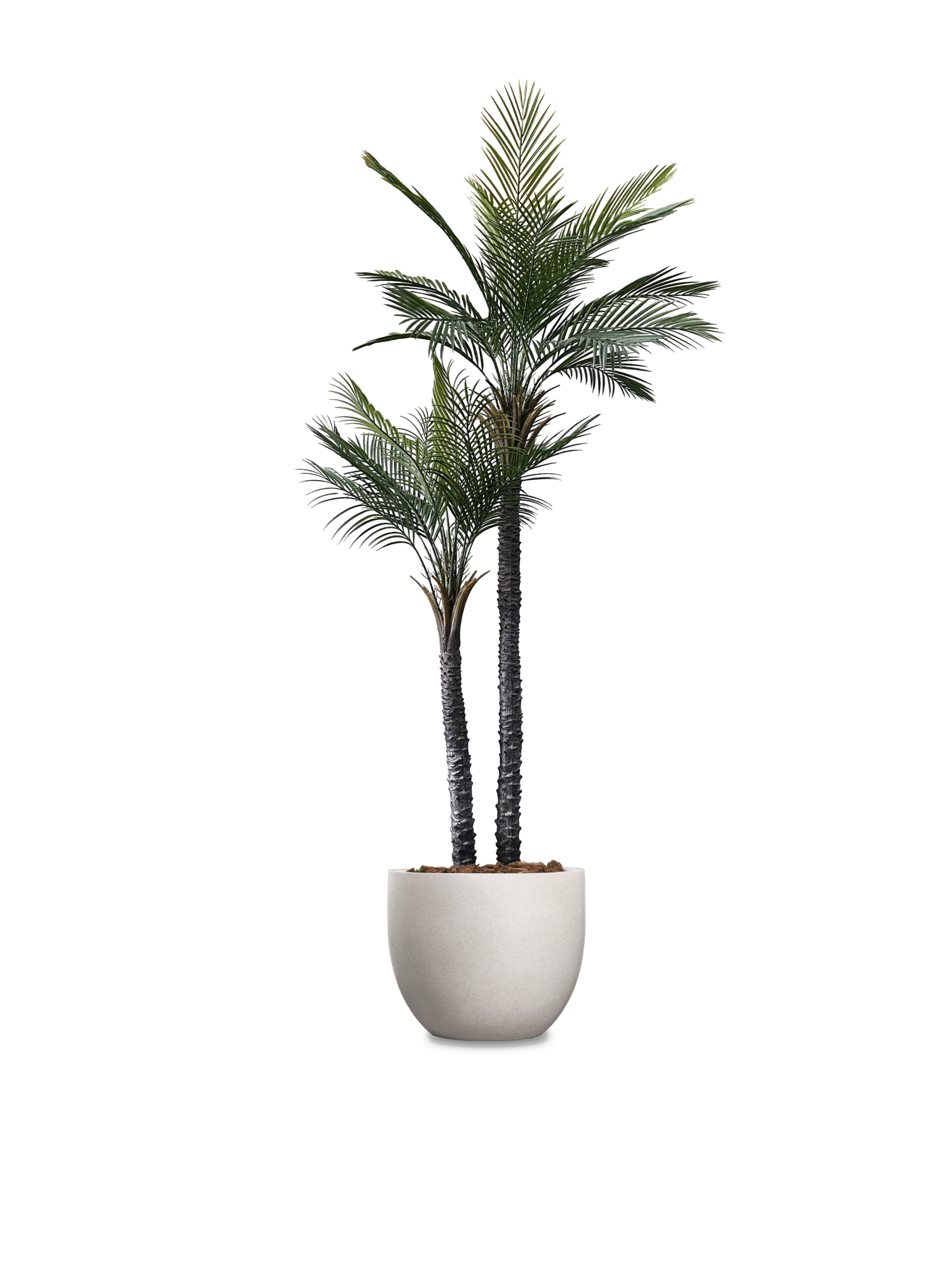 Palm-scaled