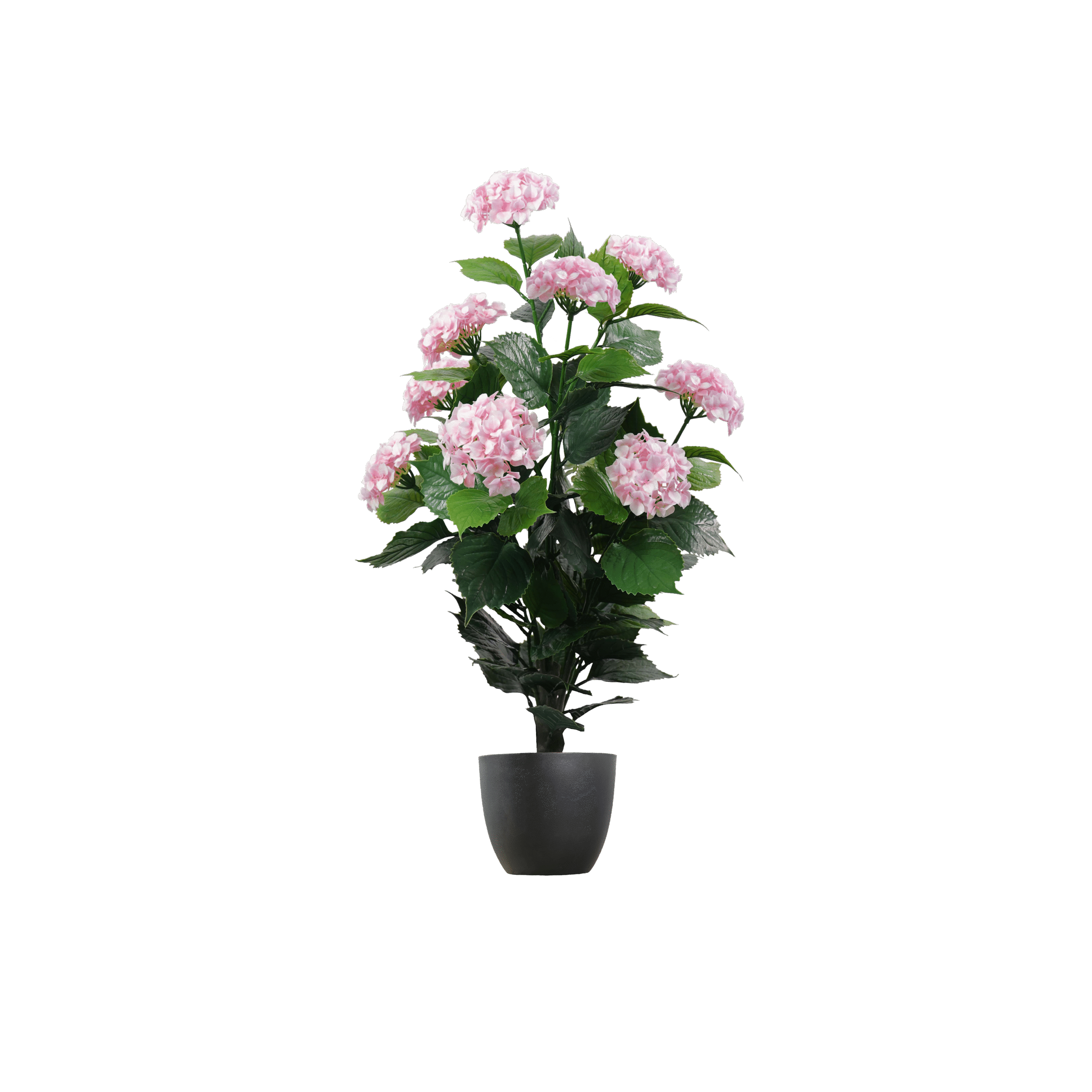 Pink-Hydrangea-0.9m-no-pot-scaled