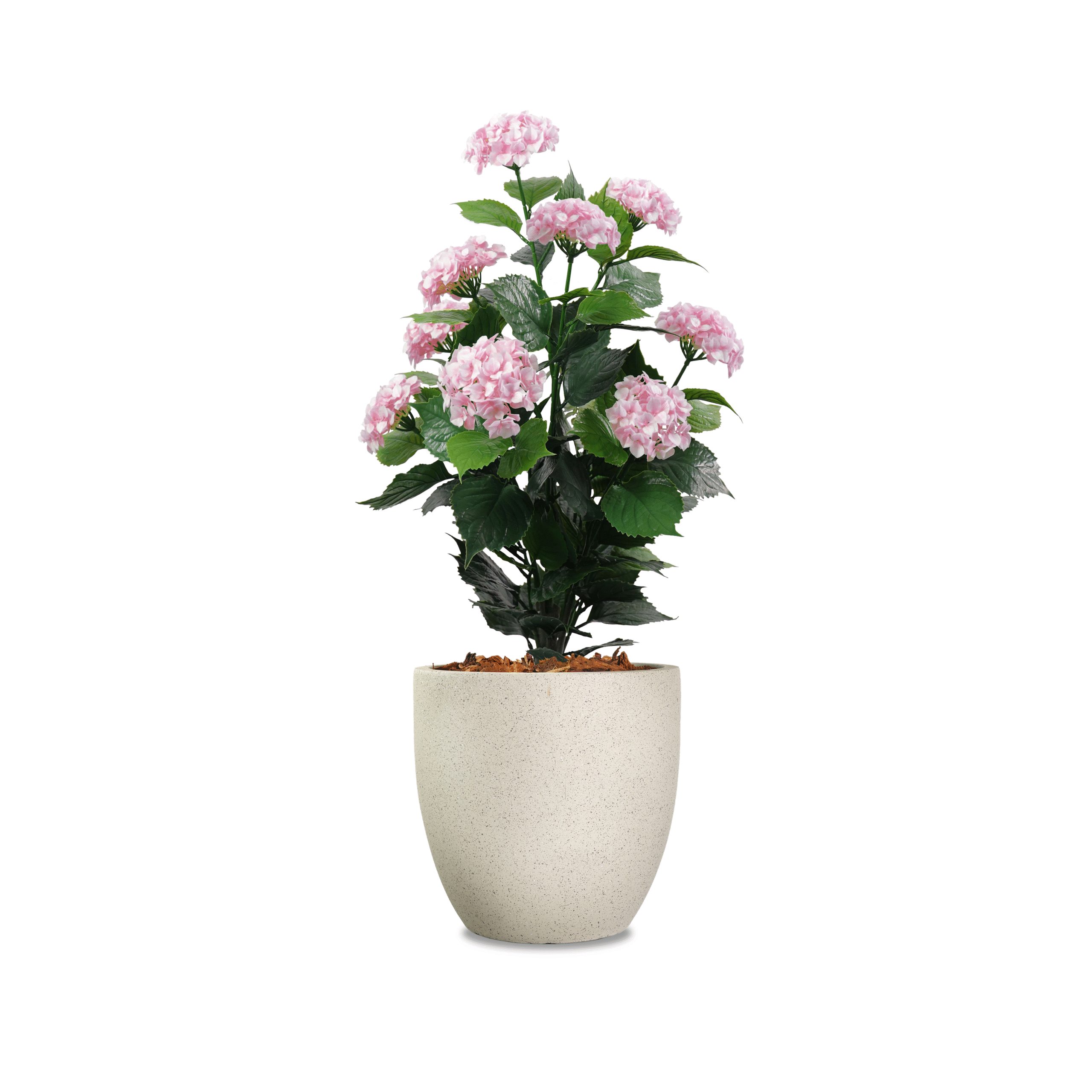 Pink-Hydrangea-0.9m-scaled