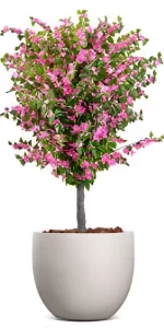 Amalfi Bloom Bougainvillea