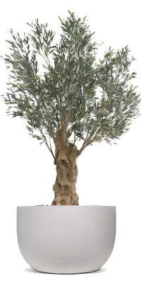 Olea Bella Olive Tree